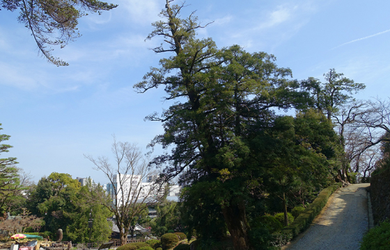 高知城の榧の木